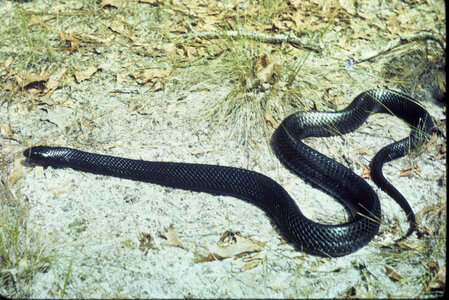 Indigo snake photo