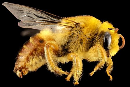 Animal bee close photo