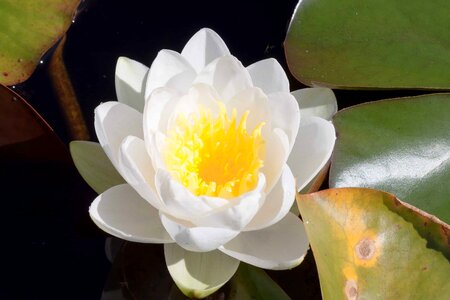 Aquatic beautiful flowers beautiful photo