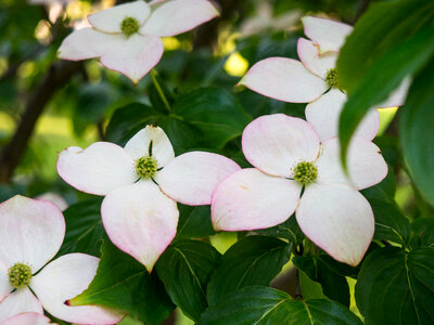 White Flowers and Leaves