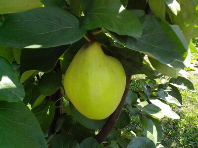 Fruit green greenery