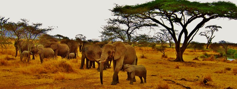 Serengeti safari animal photo