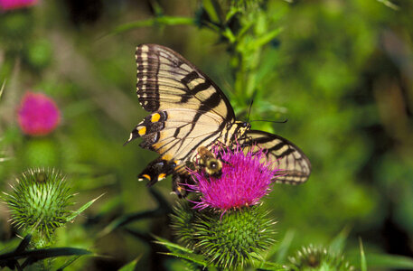 Swallowtail Butterfly & Bee on thistle photo