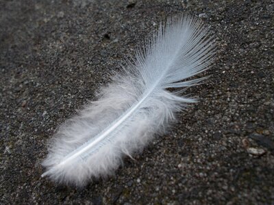 Feather white bird