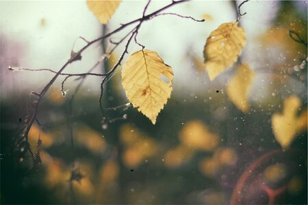 Autumn branches gray