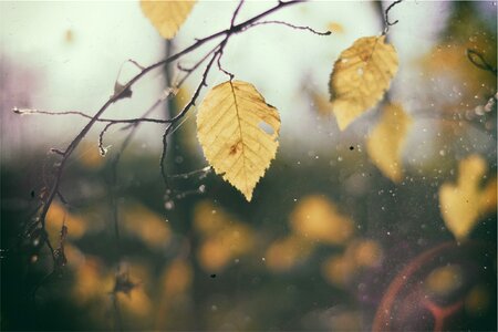 Autumn branches gray photo