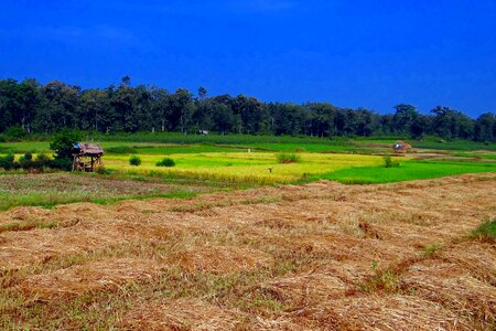 Forest kalghatgi india