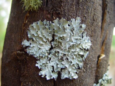 Lichen tree 