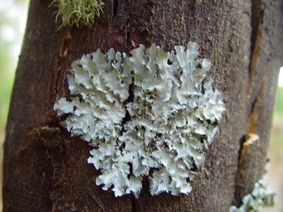 Lichen tree photo