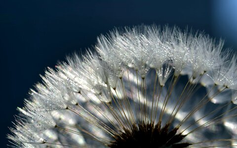 Beautiful Flowers blossom dandelion photo