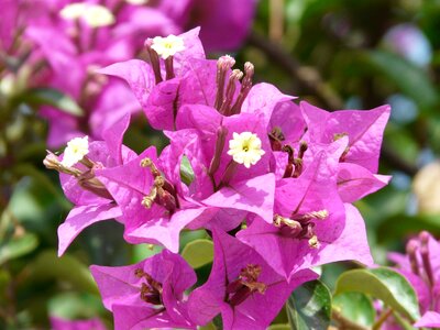 Bloom pink bougainville photo