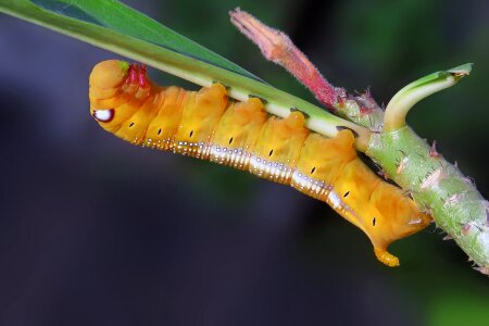 Animal arthropod beautiful photo