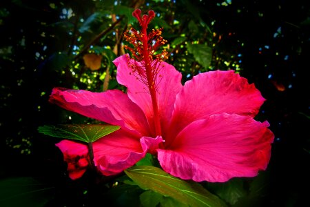 Shoe flower rosa sinensis tropical photo