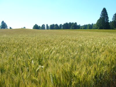 Wheatfield switzerland forest