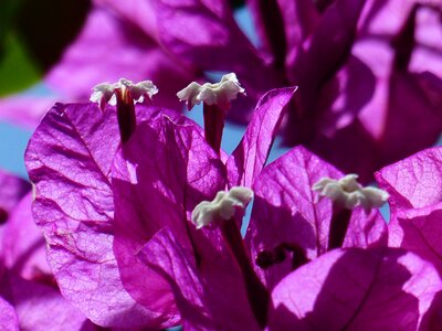 Violet purple intensive photo