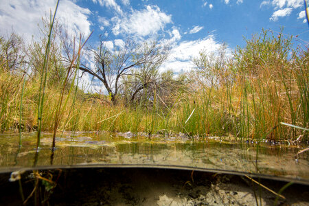 North Scruggs stream at Ash Meadows NWR-1