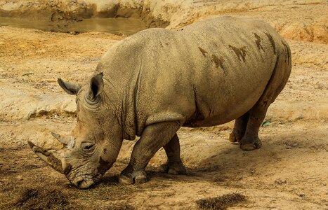Rhinoceros horns rhino zoo photo