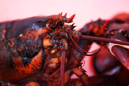 Lobster orange red