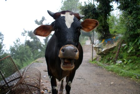 Beef agriculture farming photo