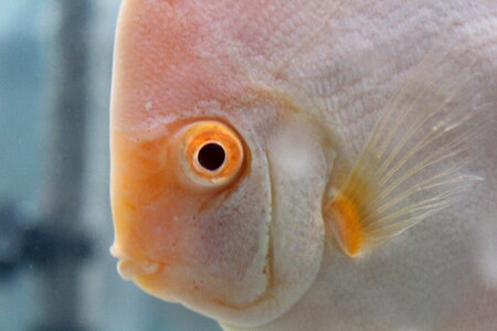 Cream White Fish Face photo
