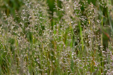 Agriculture beautiful flowers blooming photo