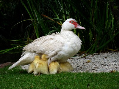 Chicks grass green
