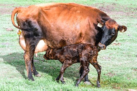 Animal beef bovine