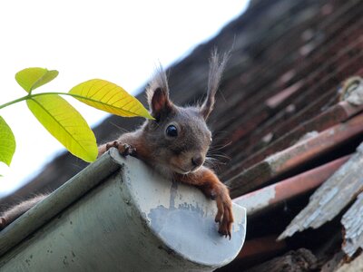 Rodent nager cute