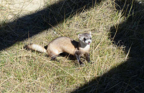 Black-footed Ferret kit
