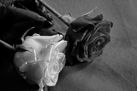 Loyalty give blossom
