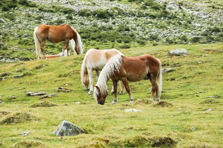 Meadow graze pasture