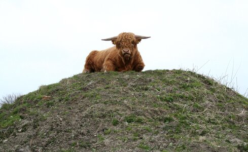 Highland cattle cattle scottish highland cattle
