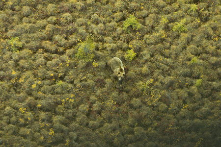 Brown bear camouflaged in the tundra