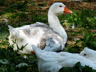 Pet livestock white
