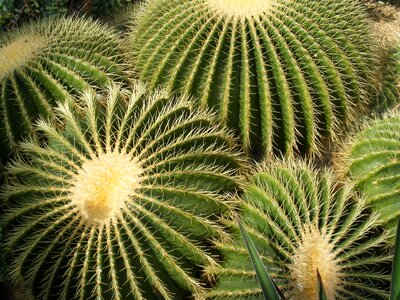 Plant nature thorns