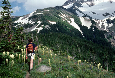 Hiking in Mount Hood National Forest photo