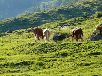 Viehscheid tradition meadow photo