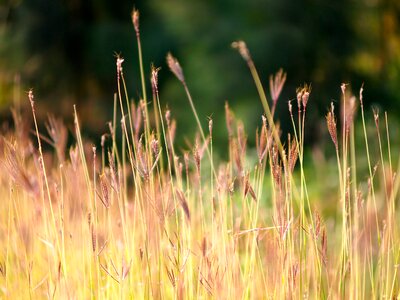 Nature field summer