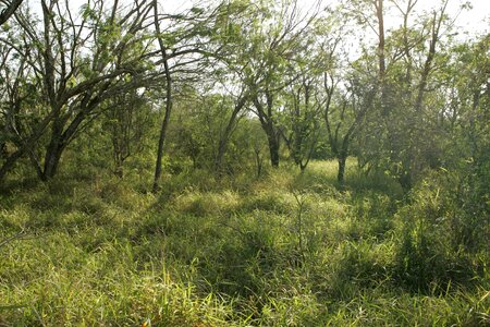 Crops greenery habitat