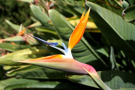 Exotic canary islands tenerife