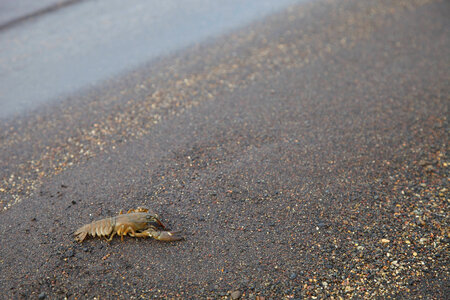 Freshwater crustacean on the shore