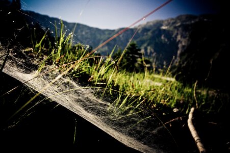 Mountain spider web meadow