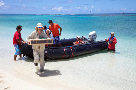 Nihoa Millerbird Translocation-15 photo