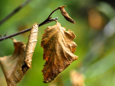 Brown fall foliage nature