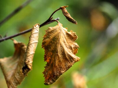 Brown fall foliage nature photo