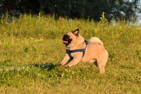 Dog sunshine collar