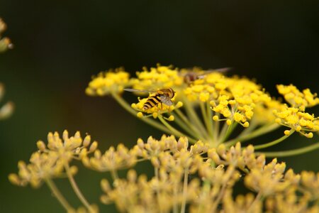 Fauna macro nature