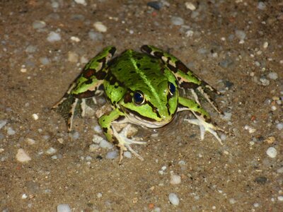 Green nature amphibian