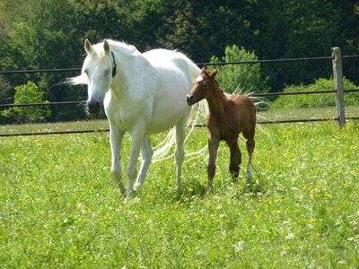 Meadow pasture field