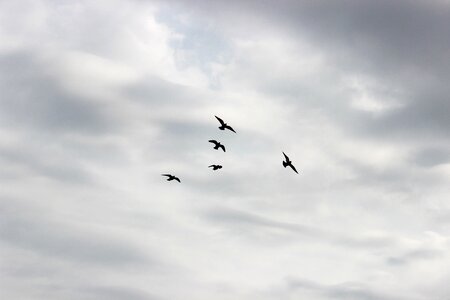 Pigeons pen wings photo